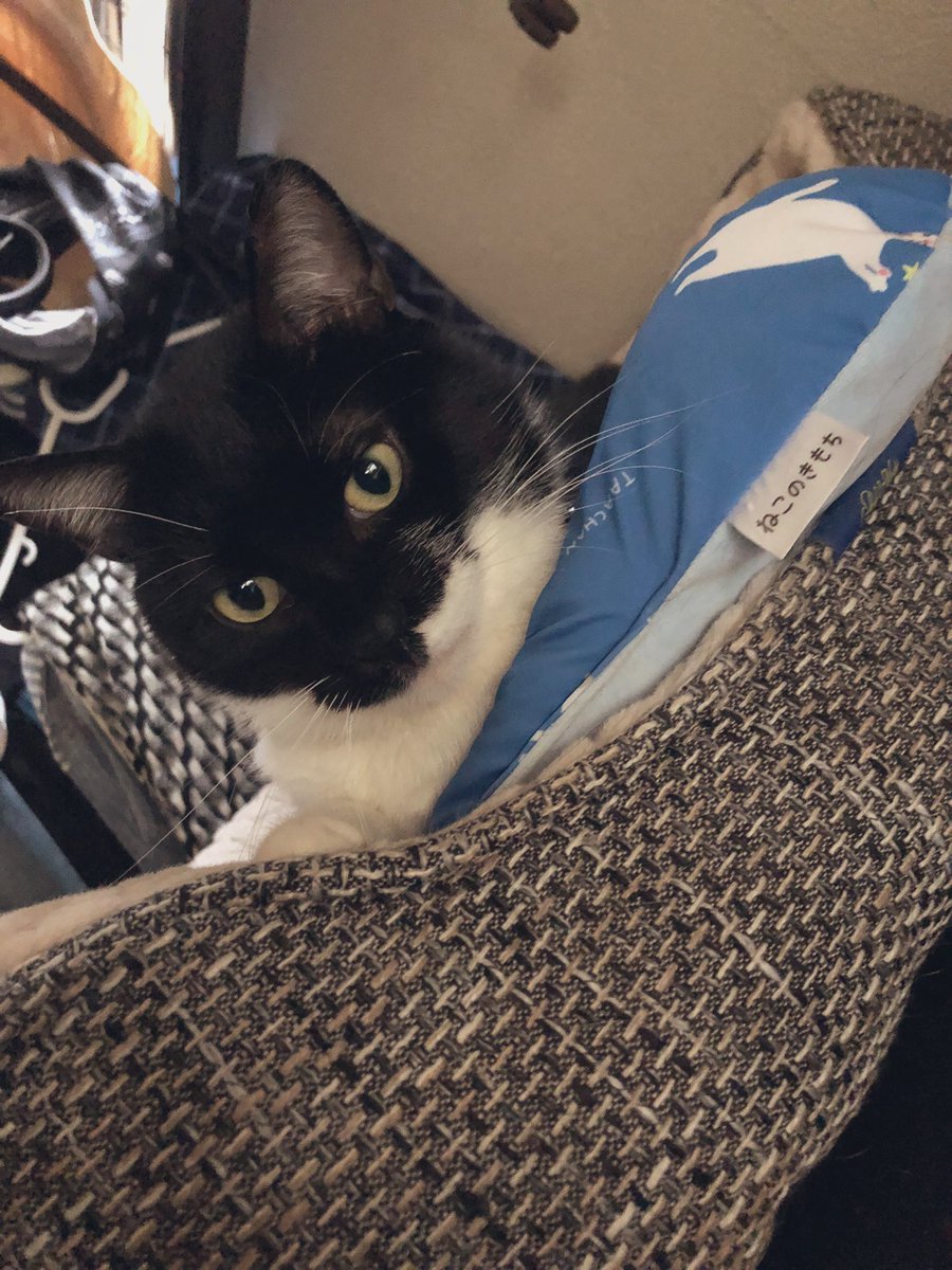 😊😸
昨日、今日と暑かったです。🌞
明日から関東地方は、☔️マークです。
気温も下がります。💦
体調を崩さないようにしないと、、、。😅😿

帰宅したらひんやり枕の上でお出迎えです。🍙

#ひんやり
#枕
#おむすびkun
#お手間迎え