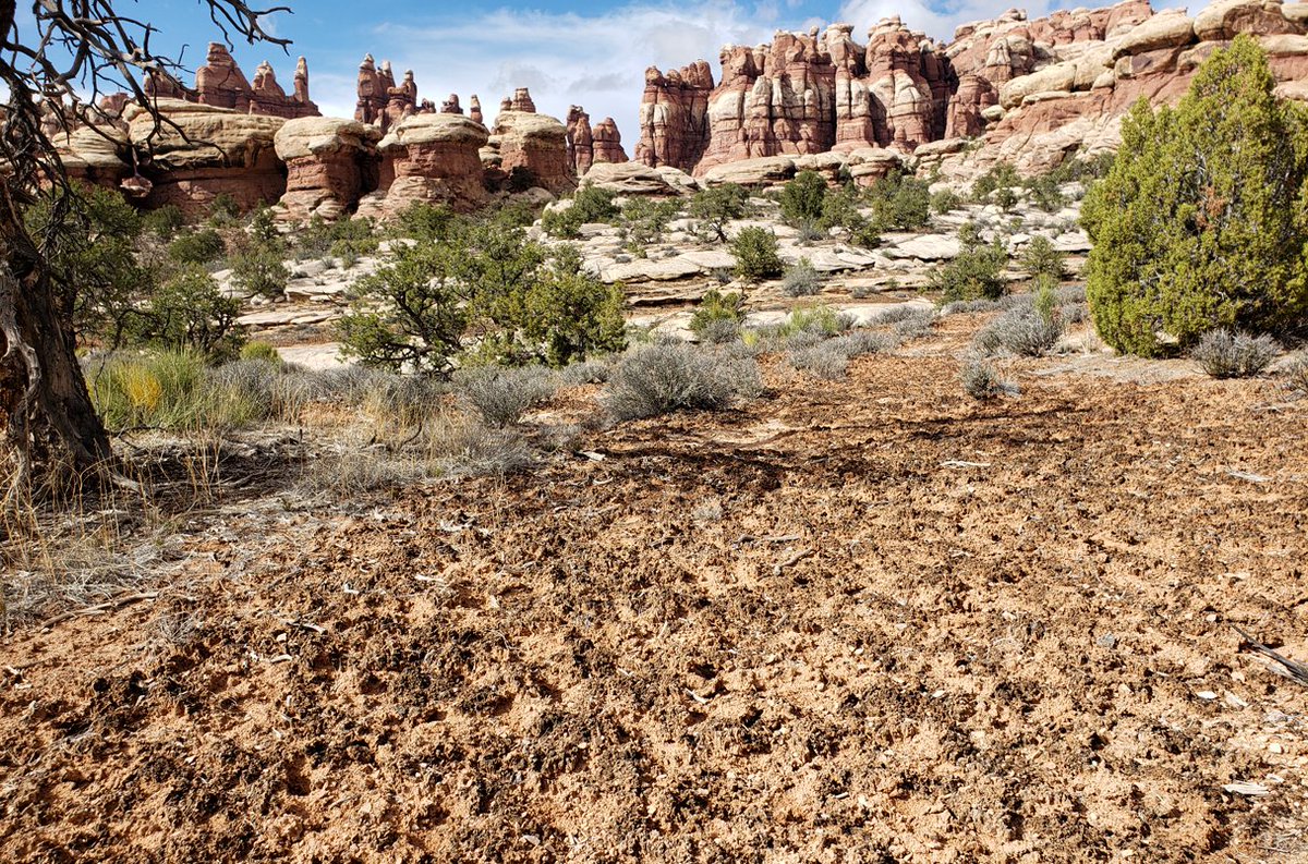 Fernando T. Maestre (@ftmaestre) on Twitter photo Important and very worrying findings about climate change-driven biocrust decline 👇 @Fingdinger & al in <a href="/PNASNews/">PNASNews</a> pnas.org/doi/10.1073/pn… See also story in <a href="/ScienceMagazine/">Science Magazine</a> by <a href="/epennisi/">Elizabeth Pennisi</a> science.org/content/articl… 📷 by @Fingdinger Important and very worrying findings about climate change-driven biocrust decline 👇 @Fingdinger & al in <a href="/PNASNews/">PNASNews</a> pnas.org/doi/10.1073/pn… See also story in <a href="/ScienceMagazine/">Science Magazine</a> by <a href="/epennisi/">Elizabeth Pennisi</a> science.org/content/articl… 📷 by @Fingdinger