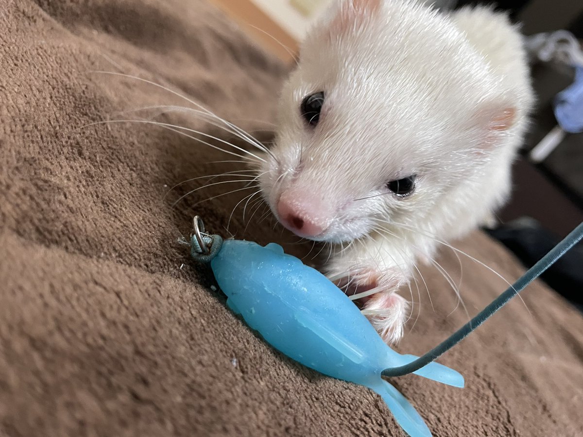 G0128R's tweet photo. シリコンとかゴムとか柔らかい玩具が好きな子は絶対この猫じゃらし買うべき。破壊して3本目。 https://t.co/u9yHRAdj4f
