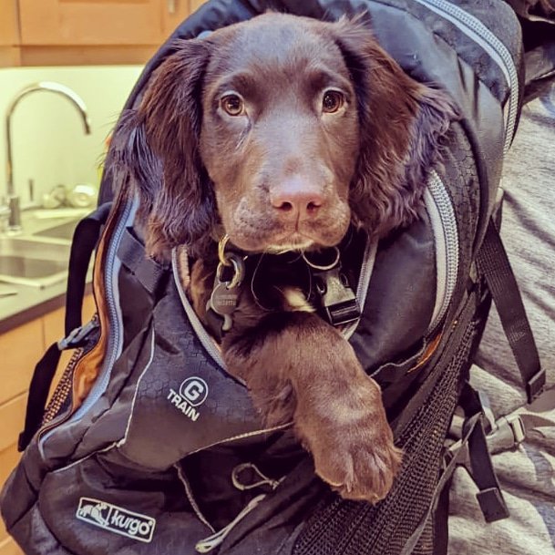 Freddie The Sprocker tweet media