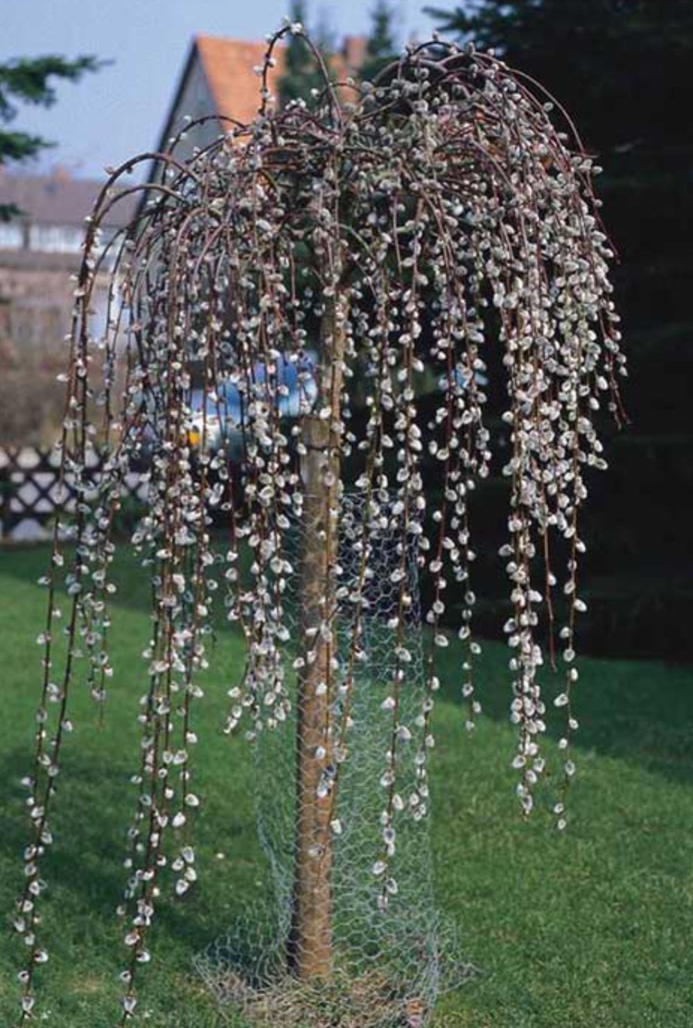 Ива Козья Kilmarnock (pendula)
