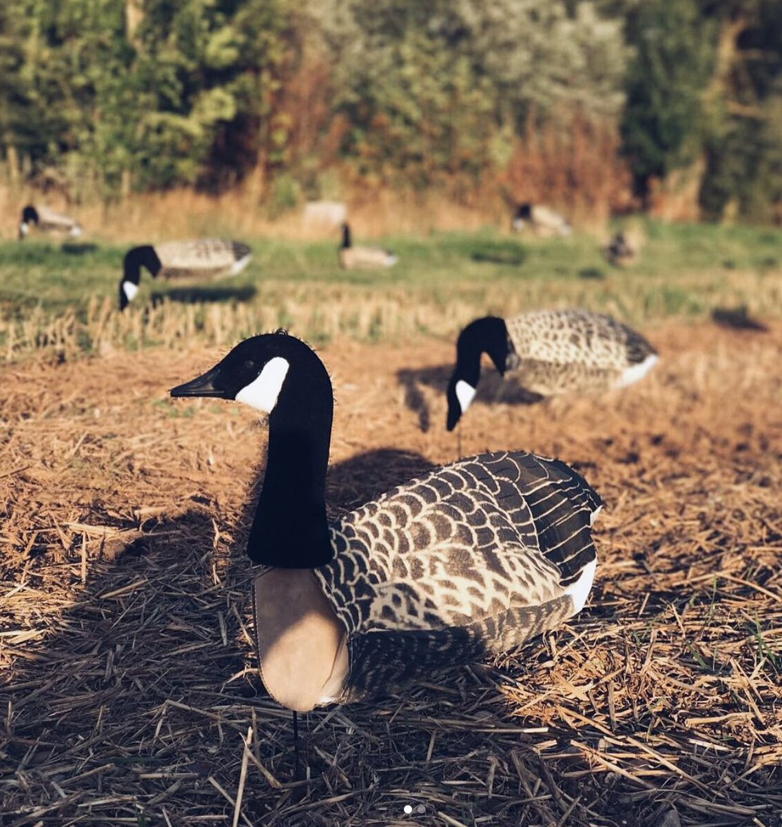 Time is running out to take advantage of our Easter weekend Sillosocks sale! 🐣 

25% off Sillosocks products ends TOMORROW❗ 

➡️ ukshootwarehouse.com

#eastersale #ukshoot #ukshootwarehouse #shooting #sillosocks #sillosocksdecoys