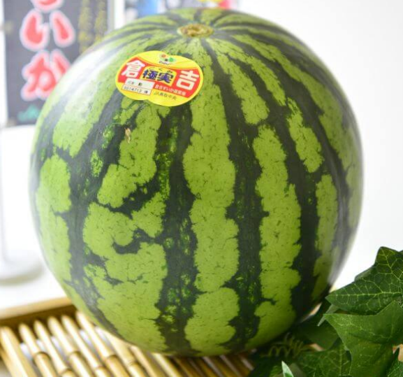 tanddeurope's tweet photo. The T&D TR42 data logger is used for temperature monitoring in the greenhouses where the exclusive, Japanese Kurayoshi watermelons are grown.
Splash-proof IP64, easy to use. Data can be accessed on a smartphone and collected in the cloud.
#greenhouse #Temperaturecontrol #TR42 https://t.co/nvDuJNxwYO
