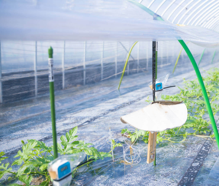 tanddeurope's tweet photo. The T&D TR42 data logger is used for temperature monitoring in the greenhouses where the exclusive, Japanese Kurayoshi watermelons are grown.
Splash-proof IP64, easy to use. Data can be accessed on a smartphone and collected in the cloud.
#greenhouse #Temperaturecontrol #TR42 https://t.co/nvDuJNxwYO