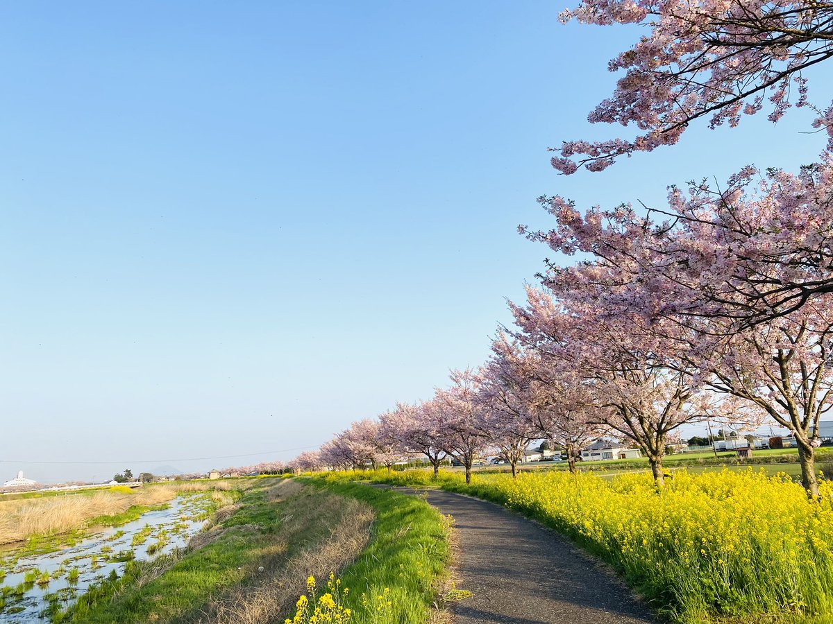 こんばんは🌠 休日中、いちごの里の近くを 散歩した時に見た景色です🌳 川沿いの思川桜と菜の花が 綺麗でした🌸🌼 今日も一日お疲れ様でした🍀