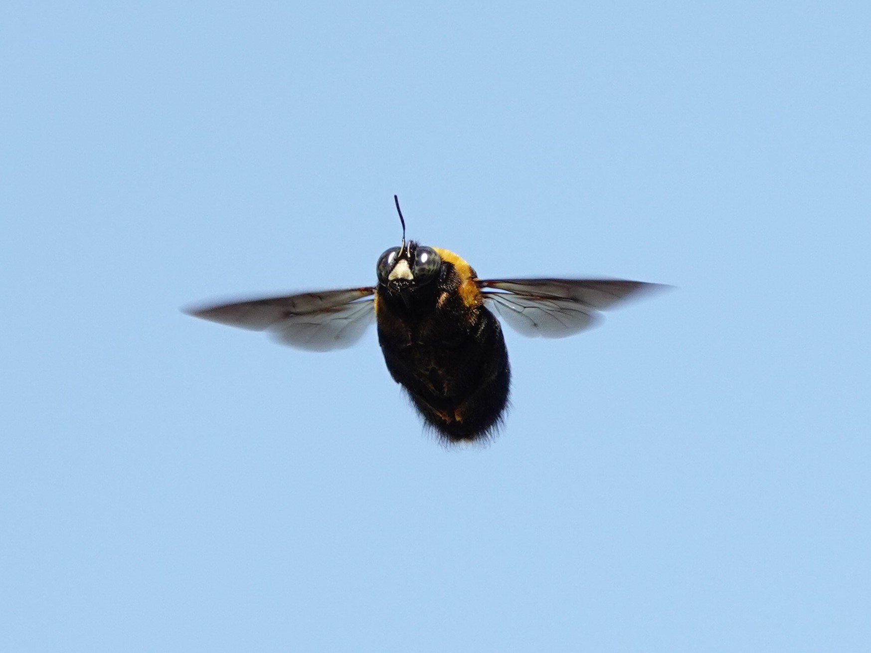 تويتر Aqua131 على تويتر 暖かくなってあちこちでクマバチのホバリングを見かける クマバチ T Co W9i14pm5lq