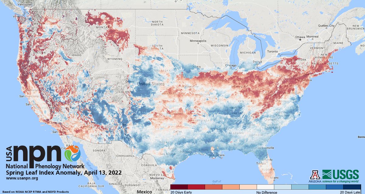 TheresaCrimmins's tweet photo. The start of spring was late (blue) in much of the South, but then changed its course, appearing 1-2 weeks early in much of the NE...and now southern MI is seeing a late start to leaf-out. #phenology https://t.co/IUtuZffBrD https://t.co/ml6sas2YUZ