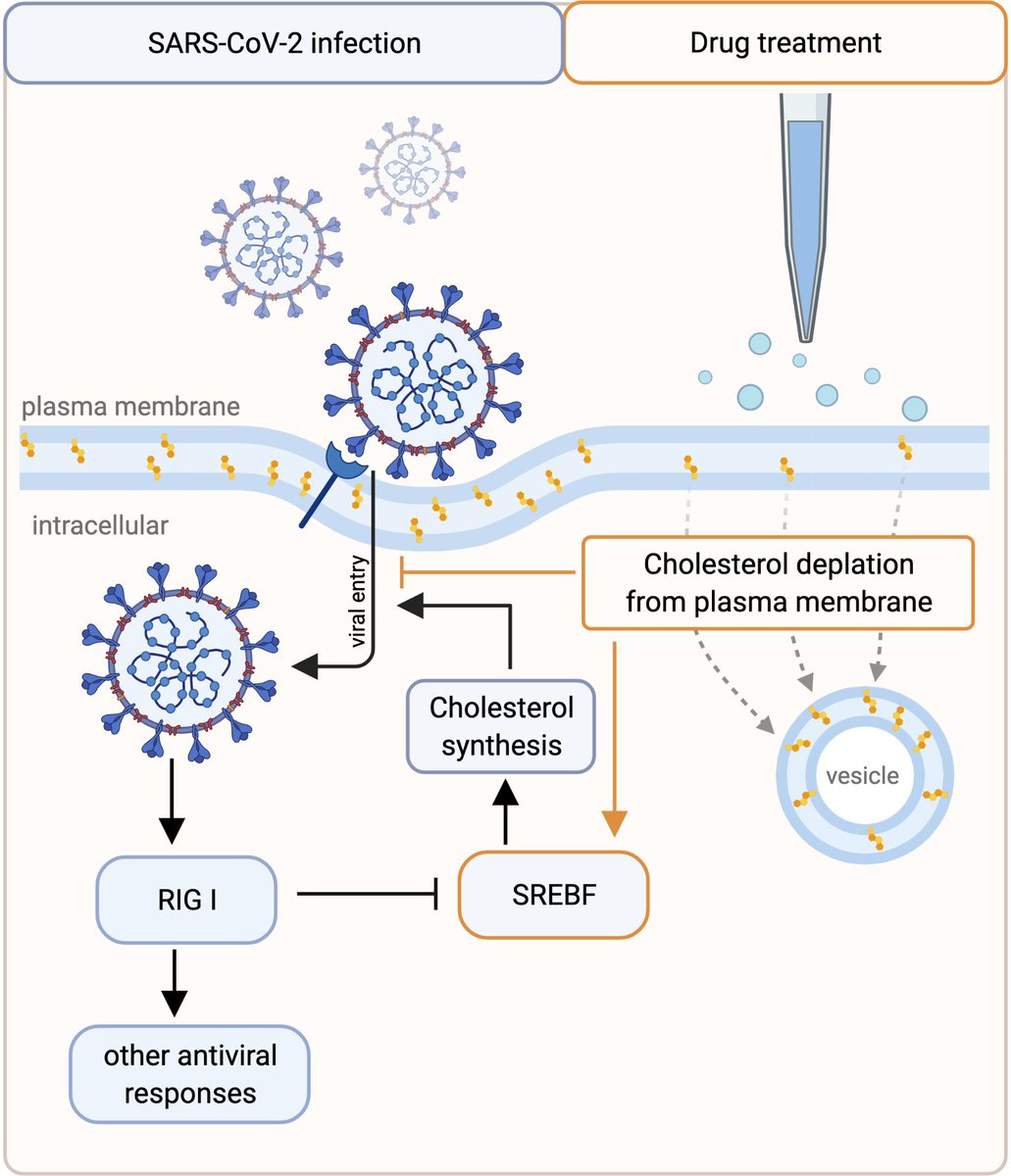 Can we identify common mechanisms behind antiviral drug effects by analysing drug and SARS-CoV-2 induced gene expression signatures? Our latest project, led by <a href="/BarsiSzilvia/">Szilvia Barsi</a> is now published in <a href="/PLOSCompBiol/">PLOS Comp Biol</a>: journals.plos.org/ploscompbiol/a…