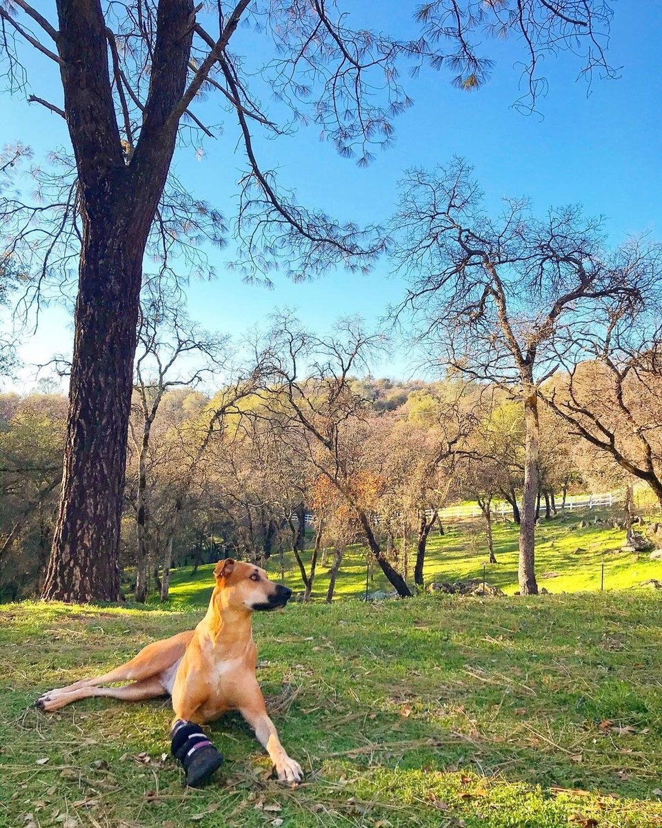 AnimalOrthocare's tweet photo. Cooper watching over his domain 😇 Just taking in the view and relaxing 😊

Photo Credit: @ryan.vision

#dog #puppy #pup #cute #lovedogs #lovepuppies #adorable #doglover #instapuppy #instadog #dogsofinsta #domain #relax #beautiful #outside #outsidedog #relaxingdog #lovelife https://t.co/HHgYZA6aaU