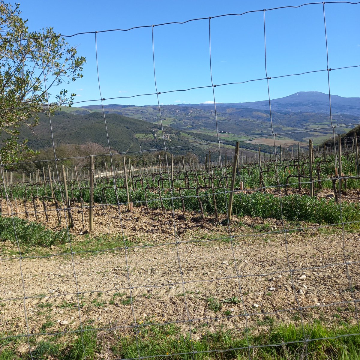 Rape seed and fava beans between the vines, looks like a good idea!@AgroEcoAtJHI <a href="/AlisonKarley/">Alison Karley</a> <a href="/curvedflatlands/">Geoffrey Squire</a>