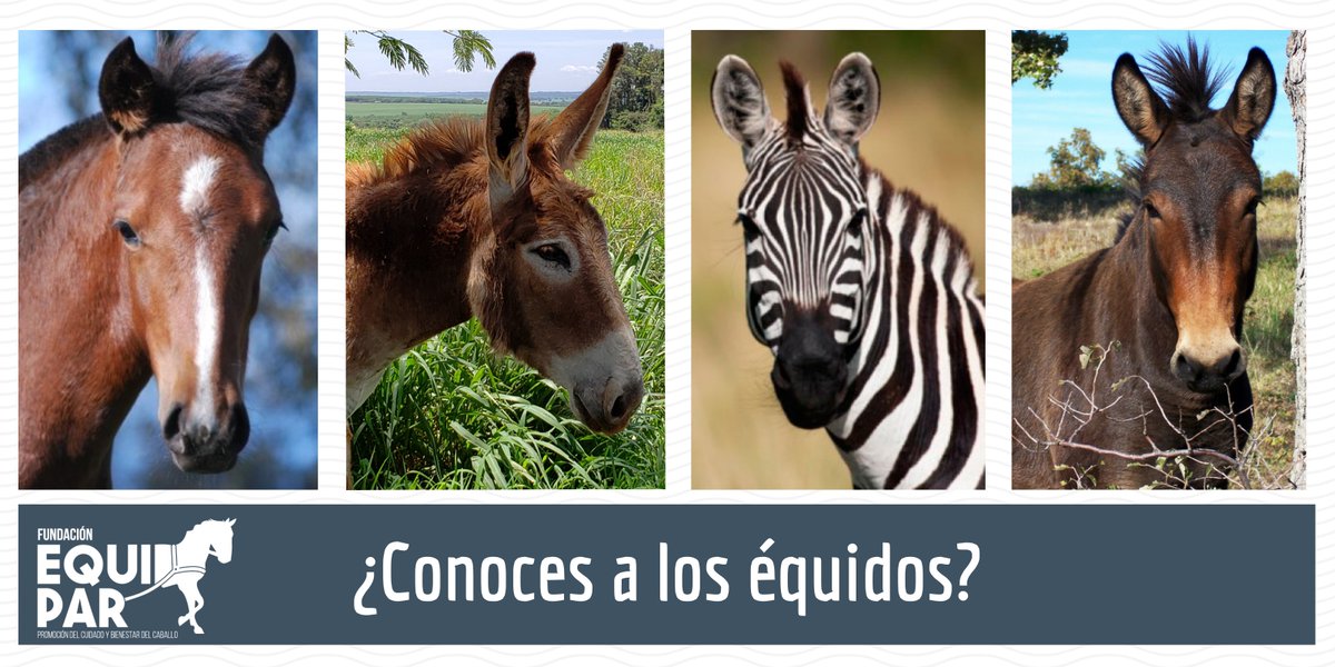 g_animales's tweet photo. Queremos aprovechar la lamentable situación que ocurrió en un colegio para recordarles que existen distintas especies de equinos. En esta lámina de los amigos de @equi_par podemos ver un caballo, un burro, una cebra y una mula #Equinos https://t.co/TkPU00FvBQ