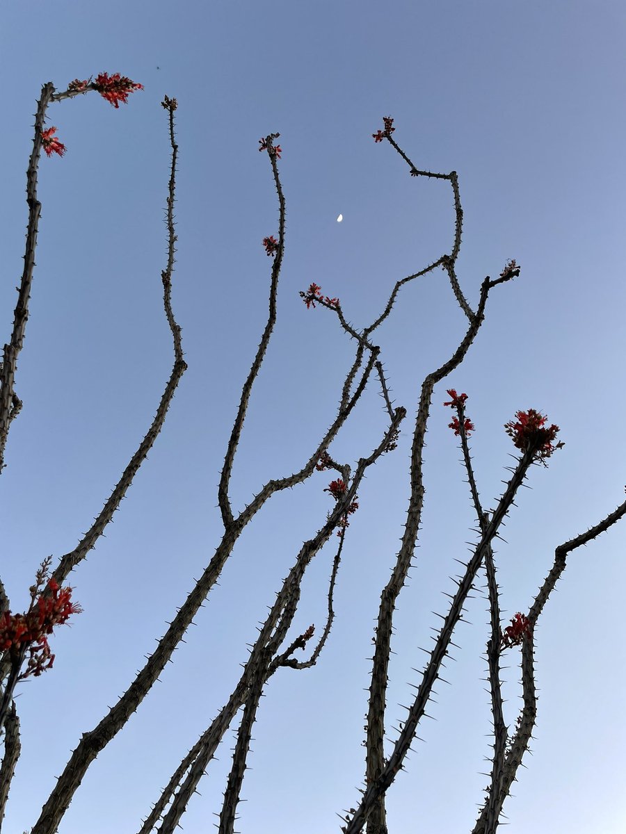 AliceAyers tweet media