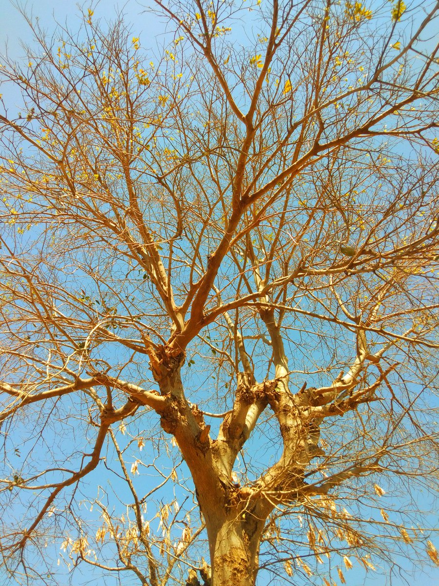 deeps550's tweet photo. #worldphotography #photographer #nature #flower #KGFChapter2 #KGF2 #KGF2InCinemas #RockingStarYash https://t.co/JAwhwJSDQE