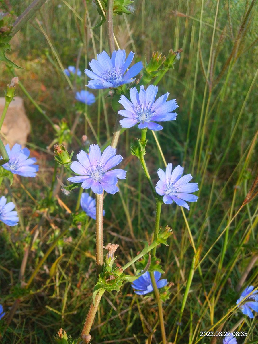 deeps550's tweet photo. #worldphotography #photographer #nature #flower #KGFChapter2 #KGF2 #KGF2InCinemas #RockingStarYash https://t.co/JAwhwJSDQE