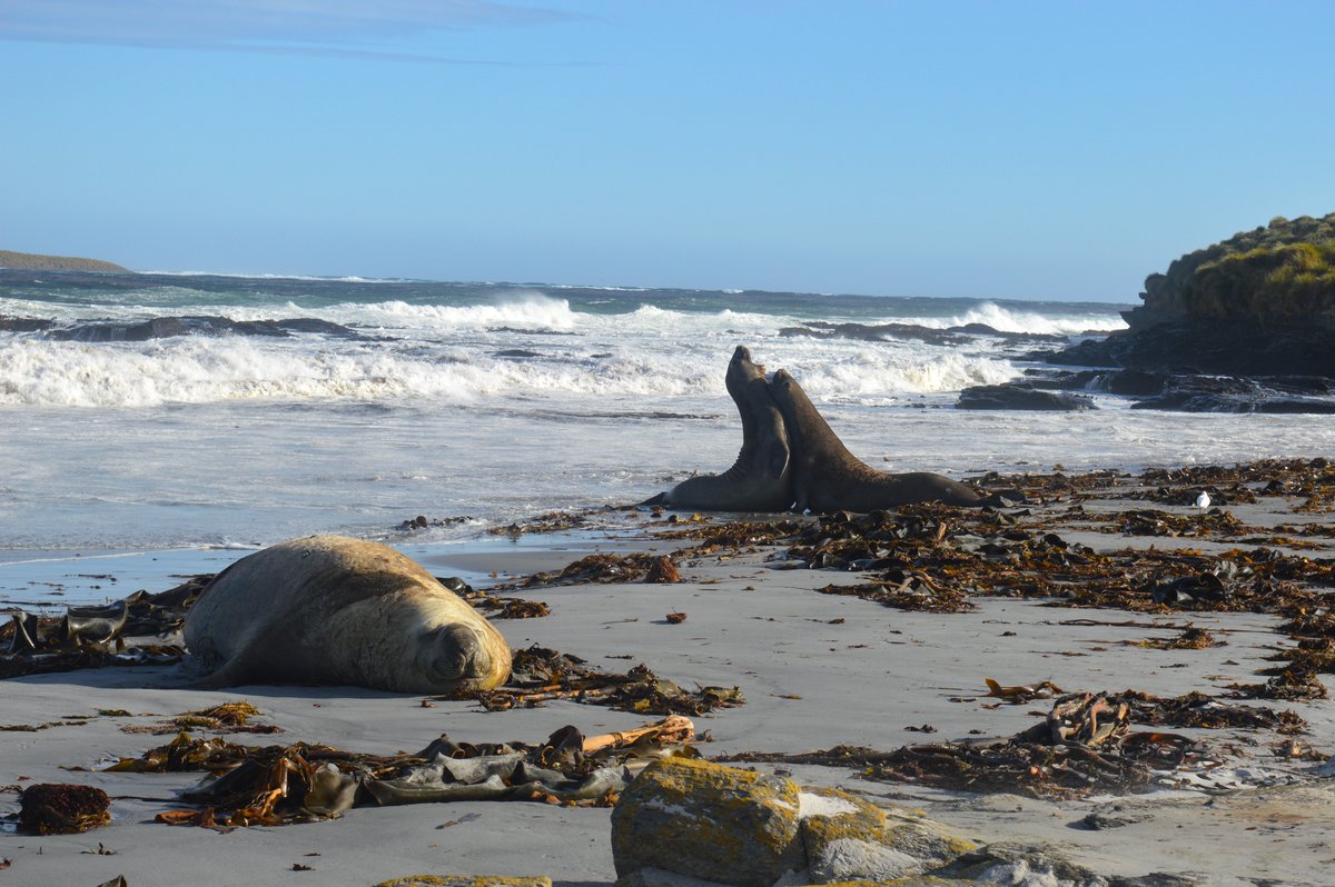 FITBTourism's tweet photo. One of the best places to see orcas would be Sea Lion Island. The best time to visit would be late October through to early January.
https://t.co/Y5QvufNd0s
#FalklandIslands #wildlifewatching #Wildlife #Explore #Bookatrip #Visit #Experiencesomethingdifferent https://t.co/npjw449EaD