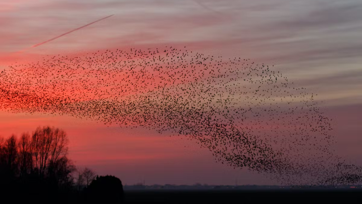 CreatureContro1's tweet image. Missed our April newsletter? See it on our BLOG- Spring invasive birds and insects

creaturecontrol.net/blog/pesky-inv…