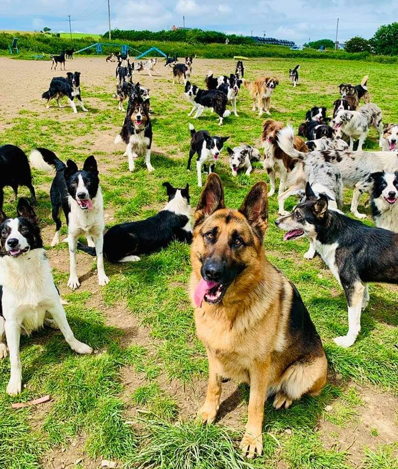 Diane Hart Collie Dog Rescue, Wales tweet media