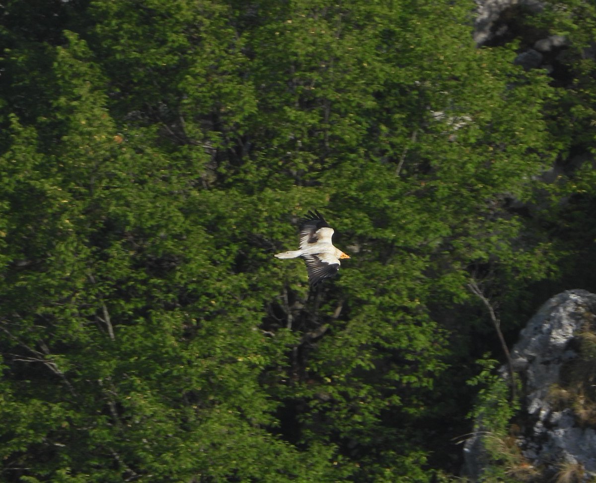 PPNEA's tweet photo. #Egyptianvulture returns to #Albania.
Savers of the Egyptian Vulture network, informed us that an individual of a breeding pair was observed in Tepelena.
#PPNEA &amp; partners will continue the #monitoring  and #conservationmeasures to #preserve and recover their population. https://t.co/4xOZBD4nDV