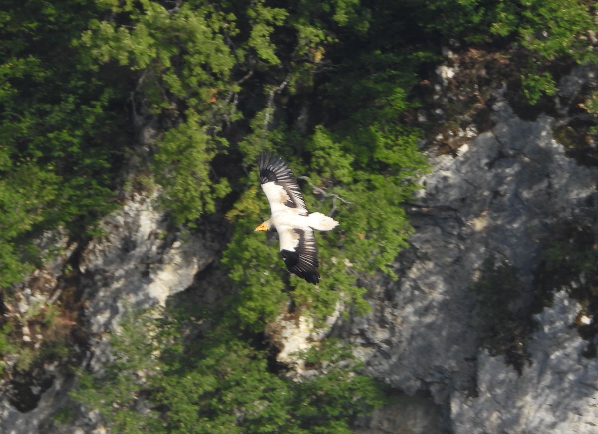 PPNEA's tweet photo. #Egyptianvulture returns to #Albania.
Savers of the Egyptian Vulture network, informed us that an individual of a breeding pair was observed in Tepelena.
#PPNEA &amp; partners will continue the #monitoring  and #conservationmeasures to #preserve and recover their population. https://t.co/4xOZBD4nDV