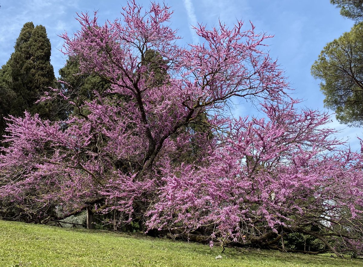 One of #Rome’s most beautiful trees in spring is on the Palatine Hill.