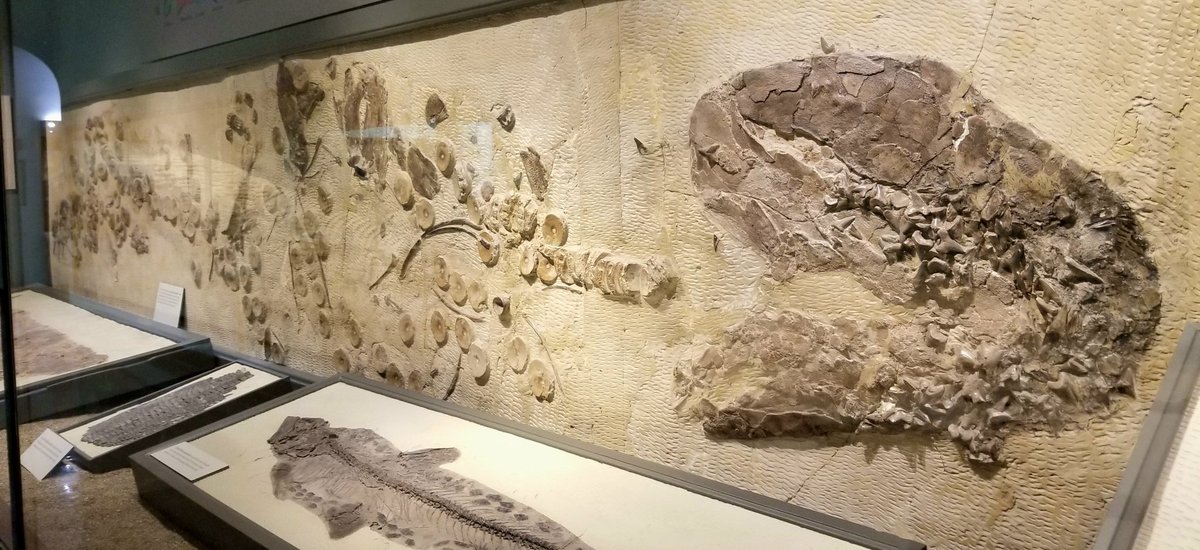 Dr. Amelia R. Zietlow 🦎 tweet media