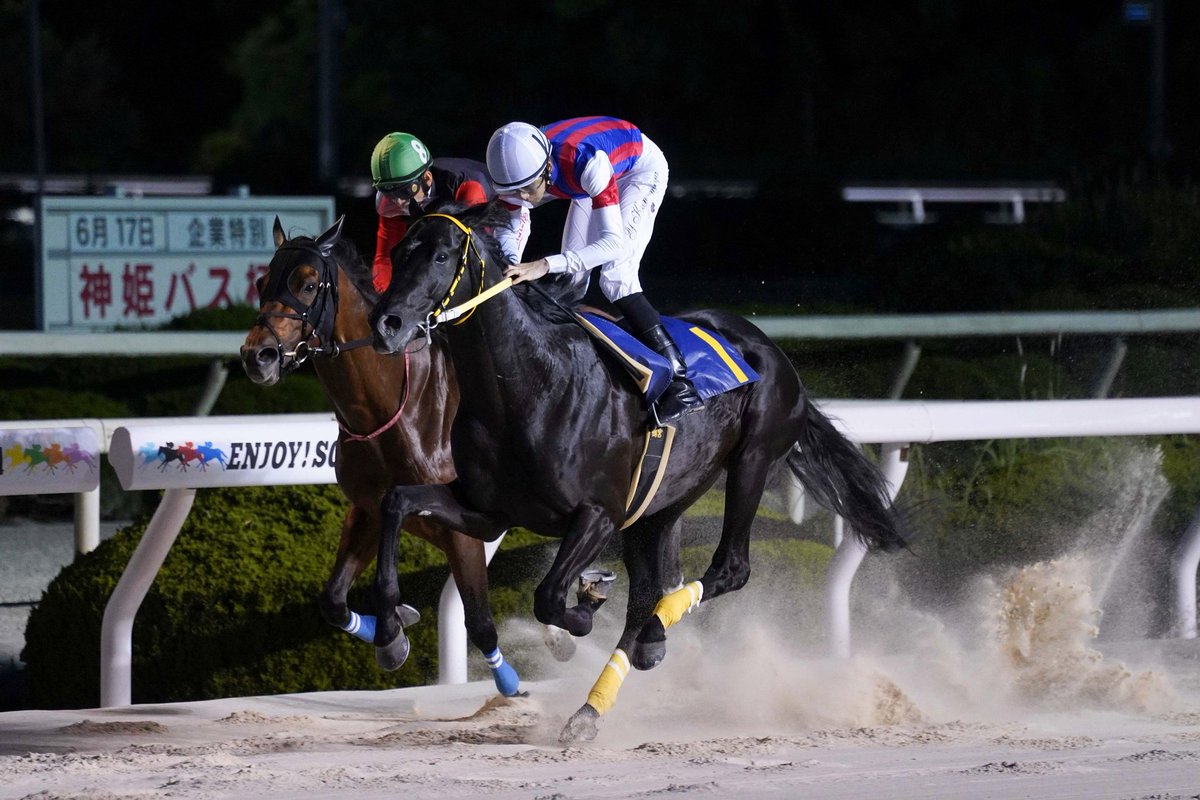 世界最強馬ガミラスジャクソンが岩手に！！ 