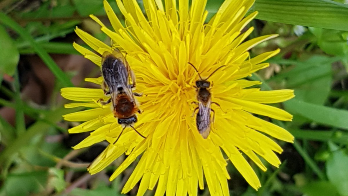 Jane Stout (@janecstout) on Twitter photo Fabulous PhD opportunity, with super supervisory team <a href="/maher_steph/">Stephanie Maher</a> <a href="/drmilky1/">Simon Hodge</a> <a href="/DOhUallachain/">Daire O hUallachain</a> and me!
Designing effective agri-environment measures for solitary bees in Ireland Closing date: 13 May 2022
teagasc.ie/media/website/… Fabulous PhD opportunity, with super supervisory team <a href="/maher_steph/">Stephanie Maher</a> <a href="/drmilky1/">Simon Hodge</a> <a href="/DOhUallachain/">Daire O hUallachain</a> and me!
Designing effective agri-environment measures for solitary bees in Ireland Closing date: 13 May 2022
teagasc.ie/media/website/…