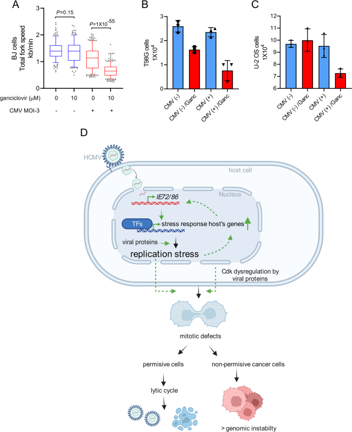 Human cytomegalovirus hijacks host stress response fueling replication stress and genome instability… read the paper on #celldeathdifferentiation go.nature.com/37KZ2UM