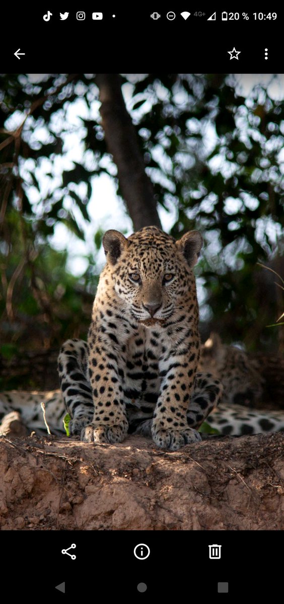 Baby jaguar.
#NFTs #nft #NFTCommunity #nftphotography #NFTCollection