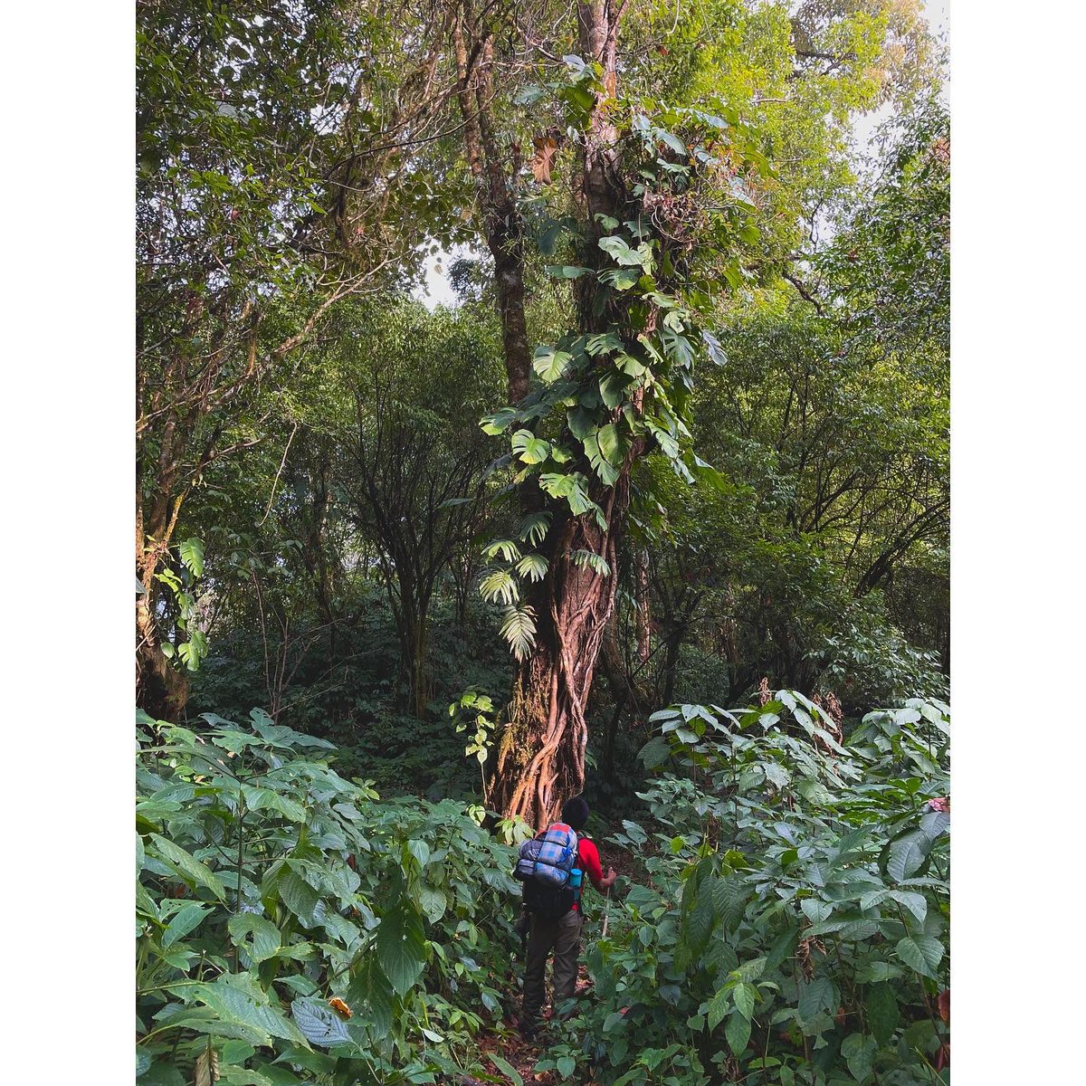 AWExplorative's tweet photo. Sometimes getting lost is the only way to find yourself. 

Bewitching charm and incantations of mystical Mt. Eko Dumbing, Upper Siang Distt. Arunachal Pradesh. 

Photo credits: @jummar_basar 

#arunachalwildlifeexplorative #ArunachalPradesh #saveforest @ArunachalTsm https://t.co/wLRQ67Afkc