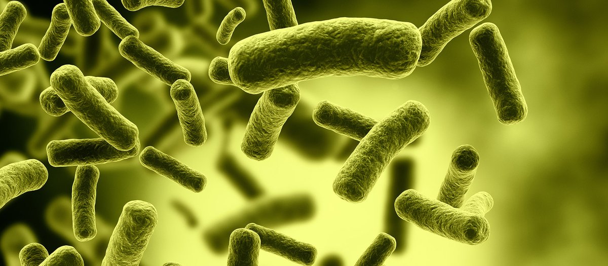 umcg's tweet photo. Door groot onderzoek hebben UMCG-onderzoekers de samenstelling van gezonde darmflora/microbioom nu goed kunnen bepalen. Zij konden dit nadat zij van >8200 Lifelines-deelnemers de samenstelling vh microbioom zeer uitvoerig hebben geanalyseerd. 
Meer info 👉 https://t.co/LGV8cAnI9s https://t.co/i5Cx7QF3PD