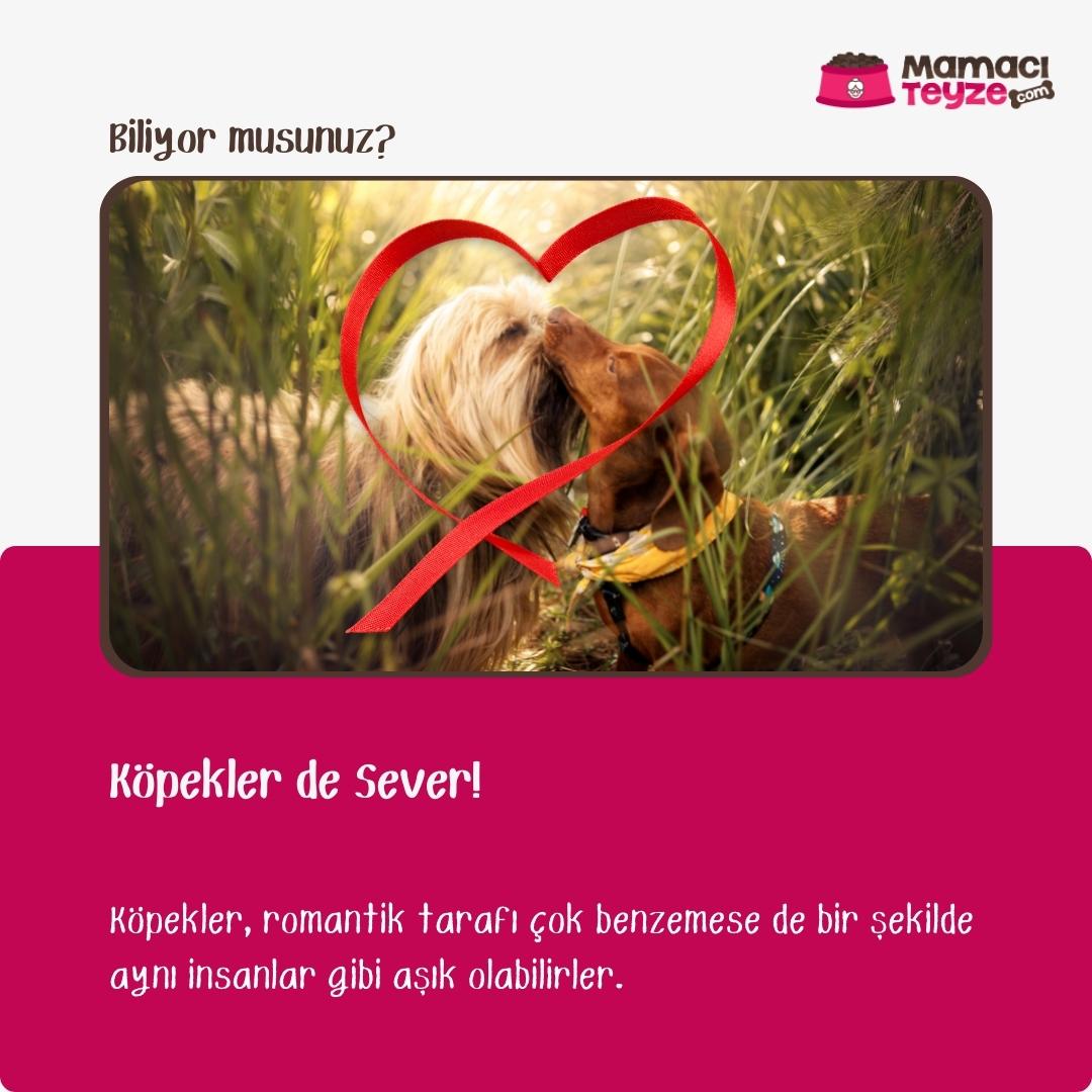Biliyor musunuz?
---
Köpekler de Aşık Olurlar
---
Romantik tarafını dikkate almazsak, köpekler de tıpkı insanlar gibi aşık olabilir ve duygusal bağ kurabilirler. 
---
#köpeklerhakkında #benimmamacıteyzem