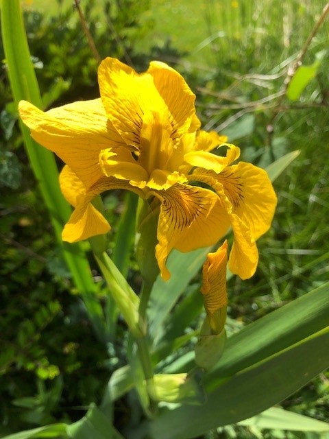 SomNHS_KLS's tweet photo. #EarthDay2022 #InvestInOurPlanet What can you do in your role @SomersetFT or as a resident of beautiful Somerset, to ensure a sustainable future for our planet?  @WellBeing_NHS @SASPsomerset @Multicultral @anna_annabav @lucypgeridoc @simongoldswort1 https://t.co/rg813azNdd