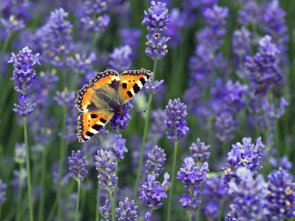 savebutterflies's tweet photo. 1 in 4 front gardens are paved over.
1 in 3 have no plants.
Adding plants to can lower stress levels and help people feel happy.
We've teamed up with expert gardener and BC vice-president Alan Titchmarsh to offer a FREE #PitStopsForPollinators guide ๐ https://t.co/EeZTegKYHn https://t.co/hJBxEQpxVr