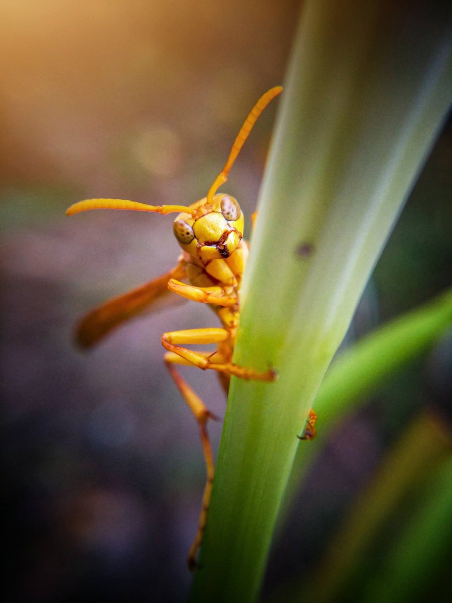 IndiaPOCO's tweet image. “Hello” said the Wasp! 

#ShotOnPOCOX3 by Shivang Baghel

#ShotOnPOCO #POCOX3 #POCOIndia