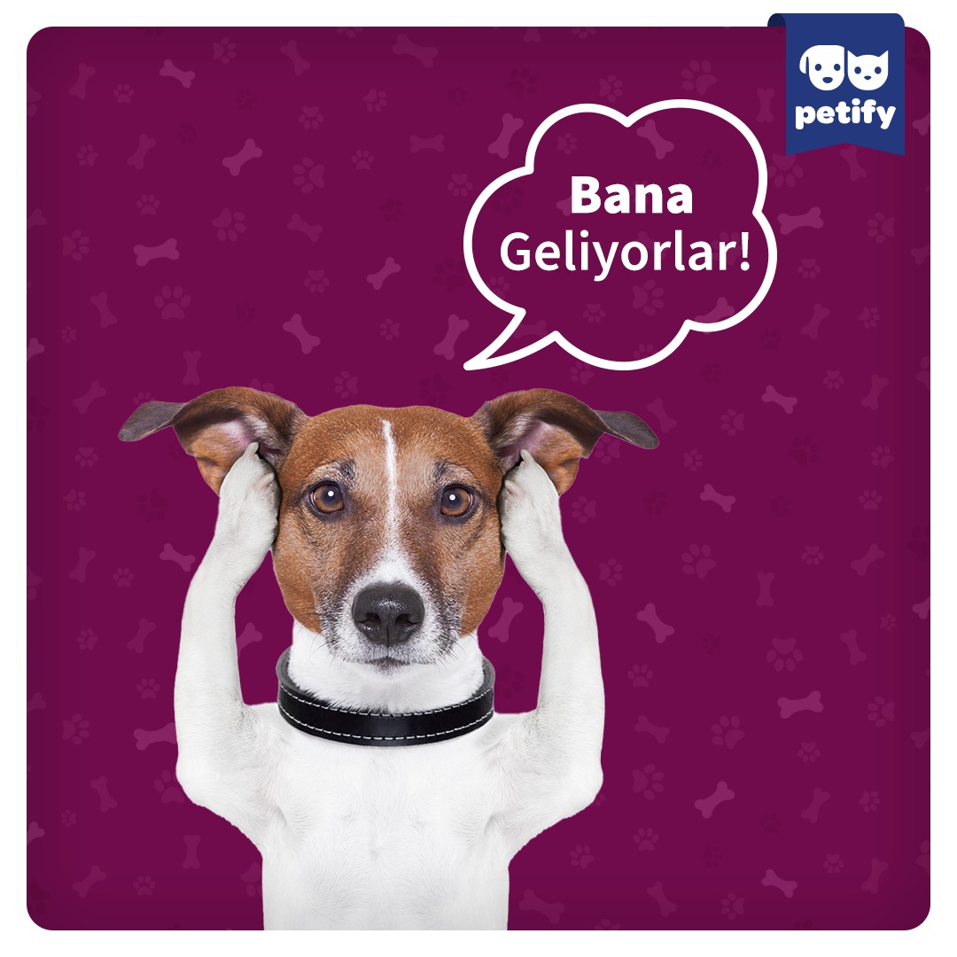 PetifyWorld's tweet photo. Köpekler taşınma, yüksek ses, aile bireylerinden birinin uzağa gitmesi gibi sebeplerden dolayı strese girebilir. 🐕
👇 https://t.co/6l2jZVKUZy