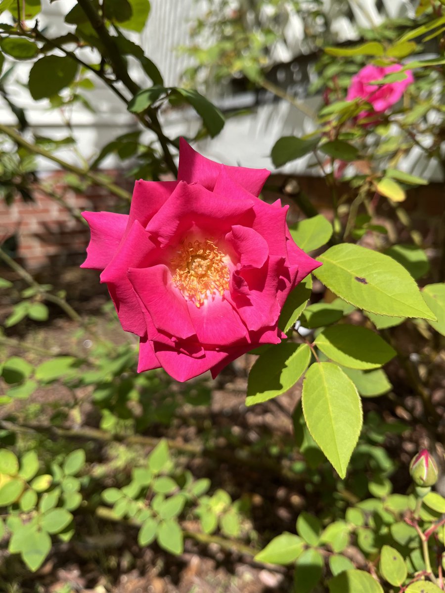 mimi626649396's tweet photo. #RoseWednesday. Zephirine Drouhin, an heirloom climber, sweet smelling. And thornless https://t.co/zwg44E2k2S