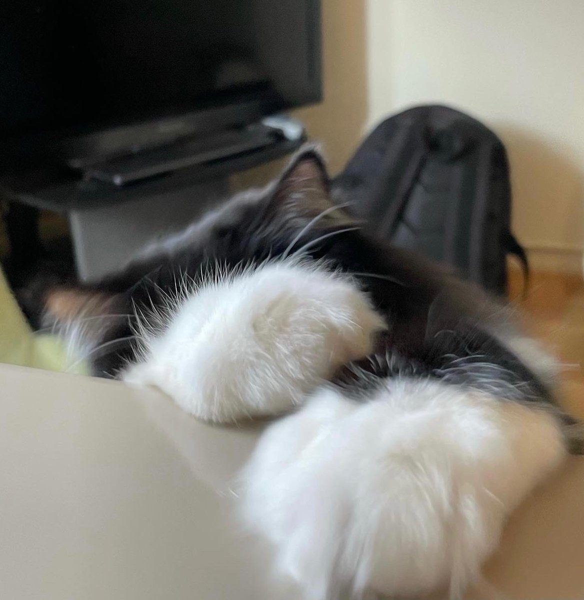 tjd19's tweet photo. floofy paws grabs a treat
πΎπ₯πͺπΌ
#millydoesslowmo #floofypaws https://t.co/PxKfGSLs2T