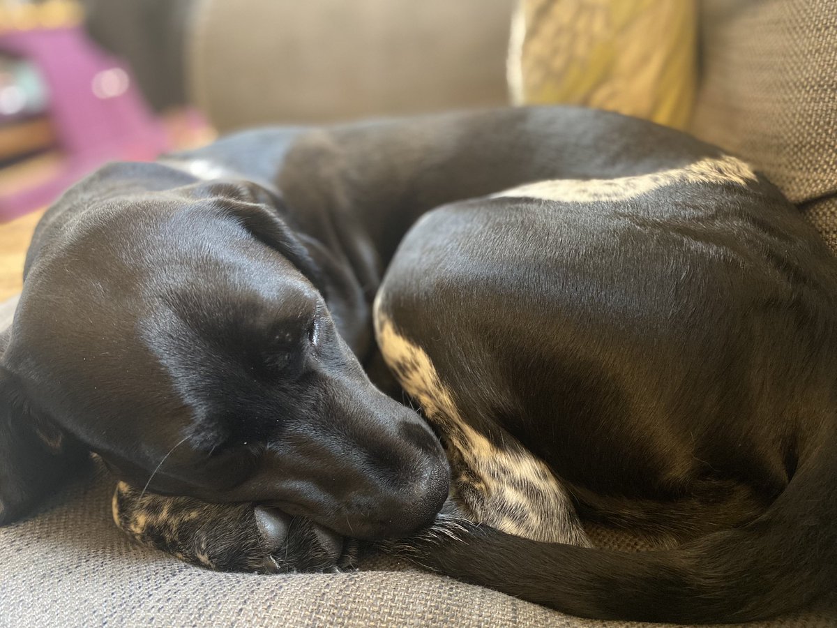 Rosie_1st's tweet photo. It’s a good day for snoozing! Happy Wednesday peeps!
#cockador #dogsoftwitter #puppylove https://t.co/kDclw8gu55