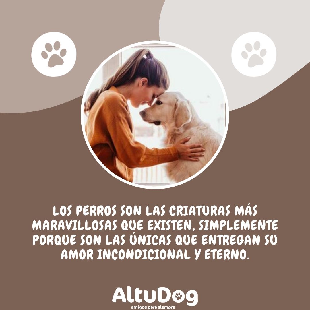 Altudog's tweet image. Los perros son las criaturas más maravillosas que existen, simplemente porque son las únicas que entregan su amor incondicional y eterno. ❤🐶
.
#AltuDog #AltuDogesfelicidad #frasesdeAltuDog #frasesperrunas #frasesperrunasdeAltuDog #perrosdeAltuDog #perrossanos #perrosfelices