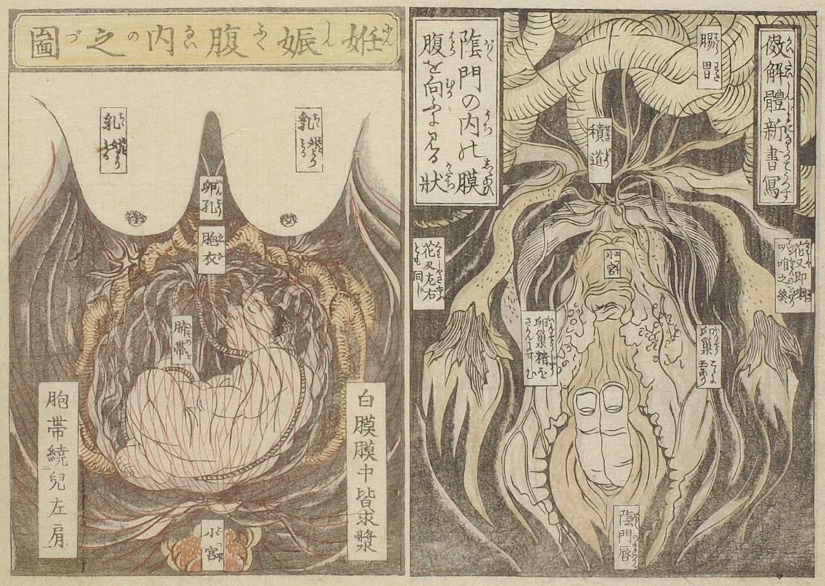 1822〜1832年頃にかけて出版されたベストセラー本『枕文庫』に妊娠腹中図があるが説明を読むに、この当時でも胎内の構造はハッキリとわかっていなかった。しかしオランダ伝来の書物を引用して「臨産のとき子宮が開く」「子宮の上つらに卵巣という粟粒の如きものがある」など説明がある。 