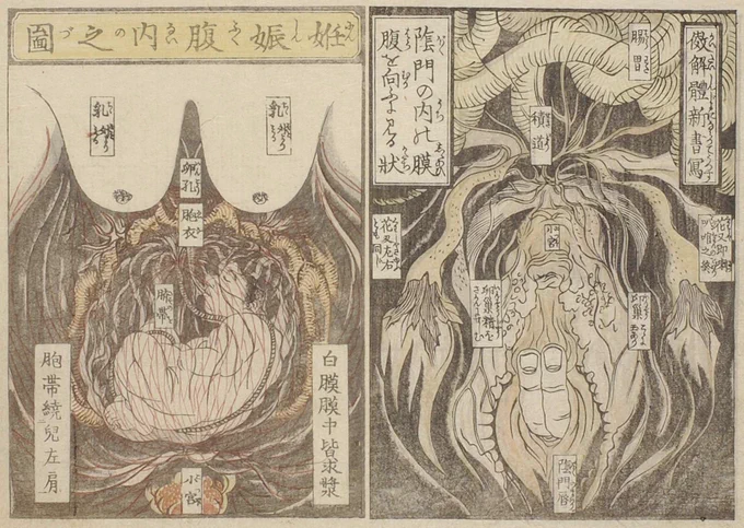 1822〜1832年頃にかけて出版されたベストセラー本『枕文庫』に妊娠腹中図があるが説明を読むに、この当時でも胎内の構造はハッキリとわかっていなかった。しかしオランダ伝来の書物を引用して「臨産のとき子宮が開く」「子宮の上つらに卵巣という粟粒の如きものがある」など説明がある。 