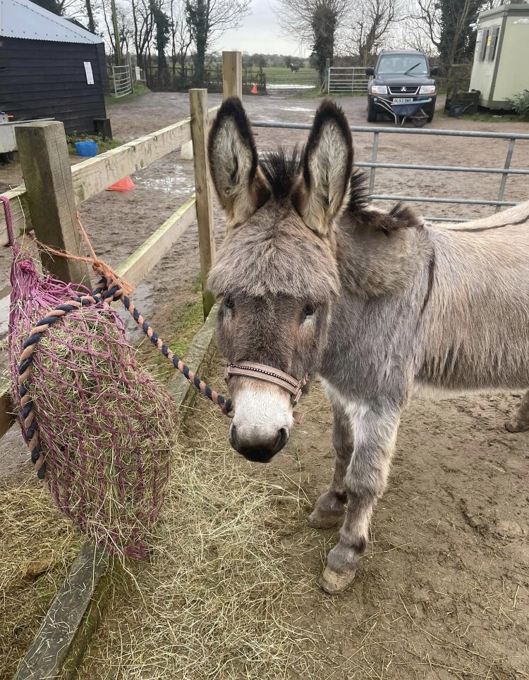 AVCP_Stables's tweet photo. Who wouldn’t love this cutie?
#donkey #avcp #alkham #alkhamvalley #horseriding #cute #adorable https://t.co/2dAwIAggMQ