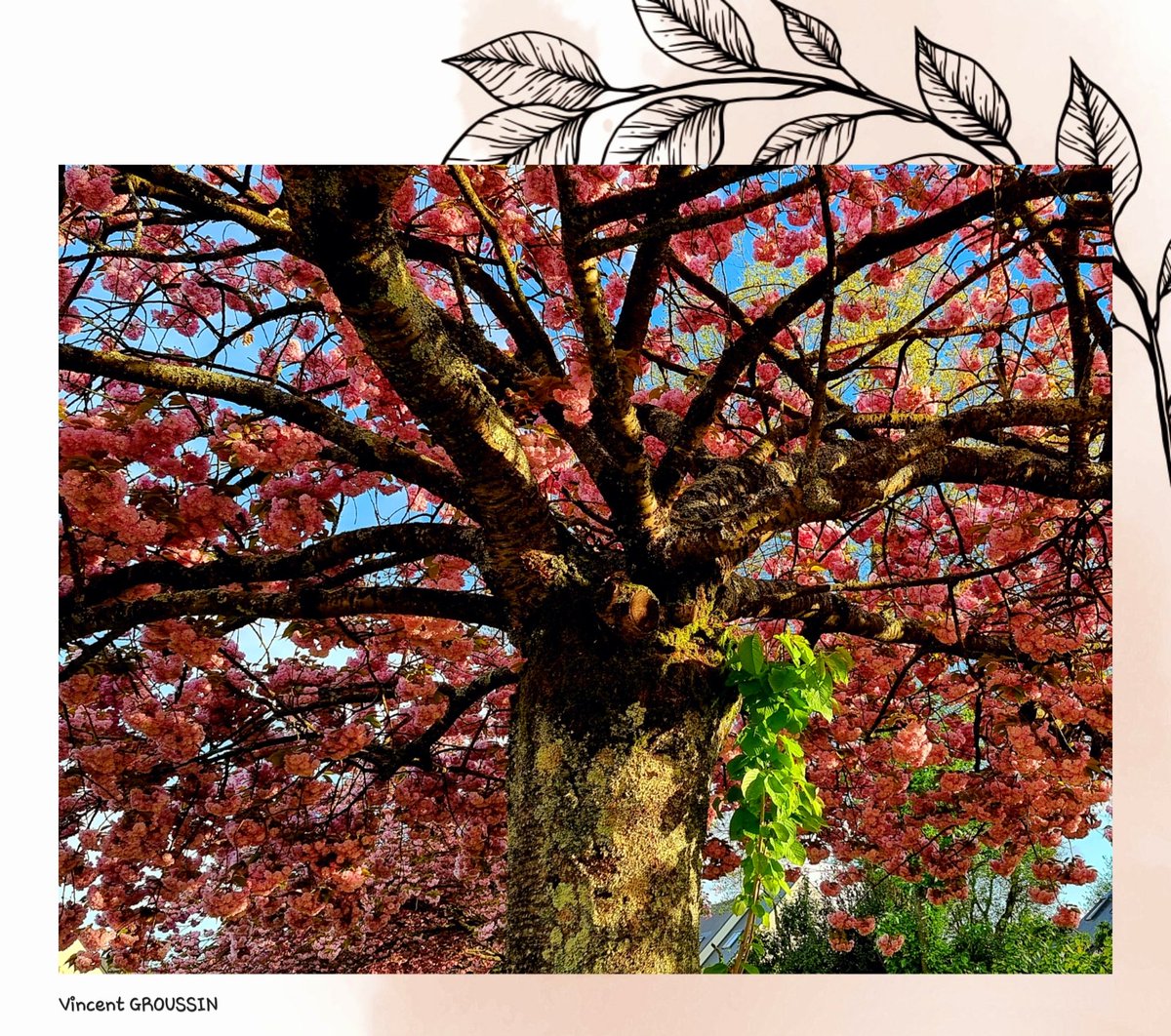 Le printemps et ses belles couleurs 🌺
#photographevg #photographedesaintelucesurloire #vincentgroussin #couleurs #printemps #nature #image #magique #arbres #cerisierenfleurs #illustration #naturephotography #naturephoto #naturephotographie #BaladeSympa #LoireAtlantique