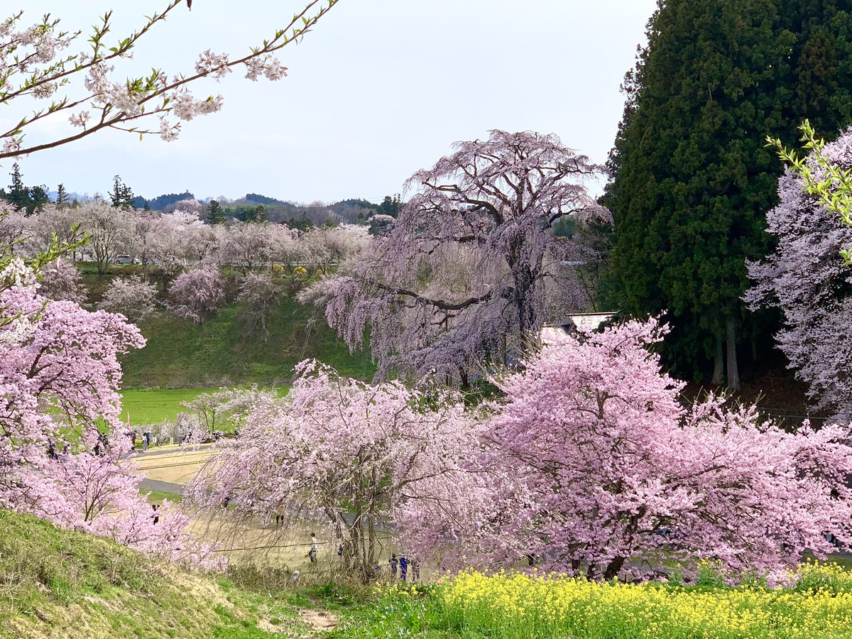 ito_katsu's tweet photo. 🥵今日の桜🌸　2022.4.13.  その1/2

合戦場の枝垂れ桜（二本松市東新殿）
　見たことある人が久しぶりに桜の下でラッパ🎺吹いてた

塩ノ崎の大桜（本宮市白岩）
　枝のバランス良いけど、枯れて（病気？）落とした不恰好な枝が無いと迫力イマイチになったかなぁ

　#合戦場の枝垂れ桜　#塩ノ崎の大桜 https://t.co/lrAjtOII9h