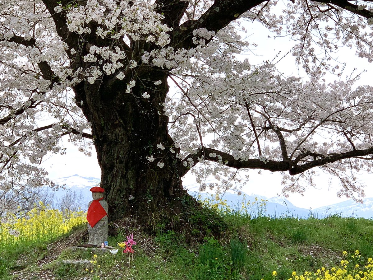ito_katsu's tweet photo. 🥵今日の桜🌸　2022.4.13.   その2/2

日向の人待ち地蔵桜（二本松市長折）
　毎年ここもやっぱり外せなくなってきたよ🙂
　花霞だったけど、ここから望めるべっぴん山の乳首山もお気に入り

　#日向の人待ち地蔵桜 https://t.co/3KmvaXgn33