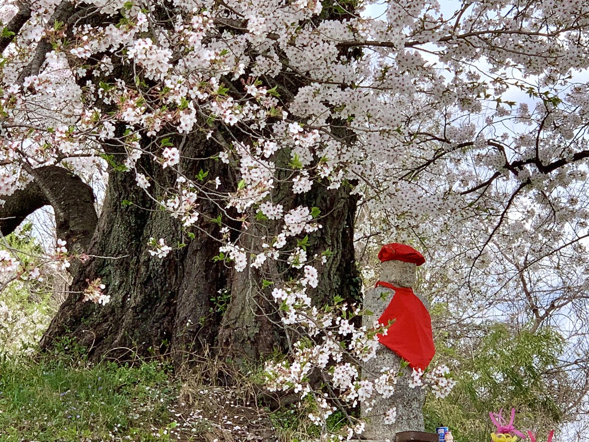 ito_katsu's tweet photo. 🥵今日の桜🌸　2022.4.13.   その2/2

日向の人待ち地蔵桜（二本松市長折）
　毎年ここもやっぱり外せなくなってきたよ🙂
　花霞だったけど、ここから望めるべっぴん山の乳首山もお気に入り

　#日向の人待ち地蔵桜 https://t.co/3KmvaXgn33