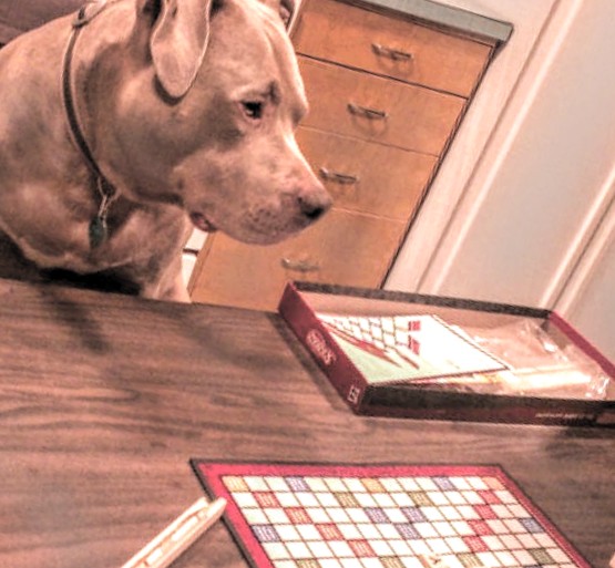 #ScrabbleDay...my big Bro used to Luv the taste of scrabble tiles 🤣🤣😳 #nationalscrabbleday #scrabble #boardgames #Wordle #pug #puglife #pugs #pugsoftwitter #dogsoftwitter