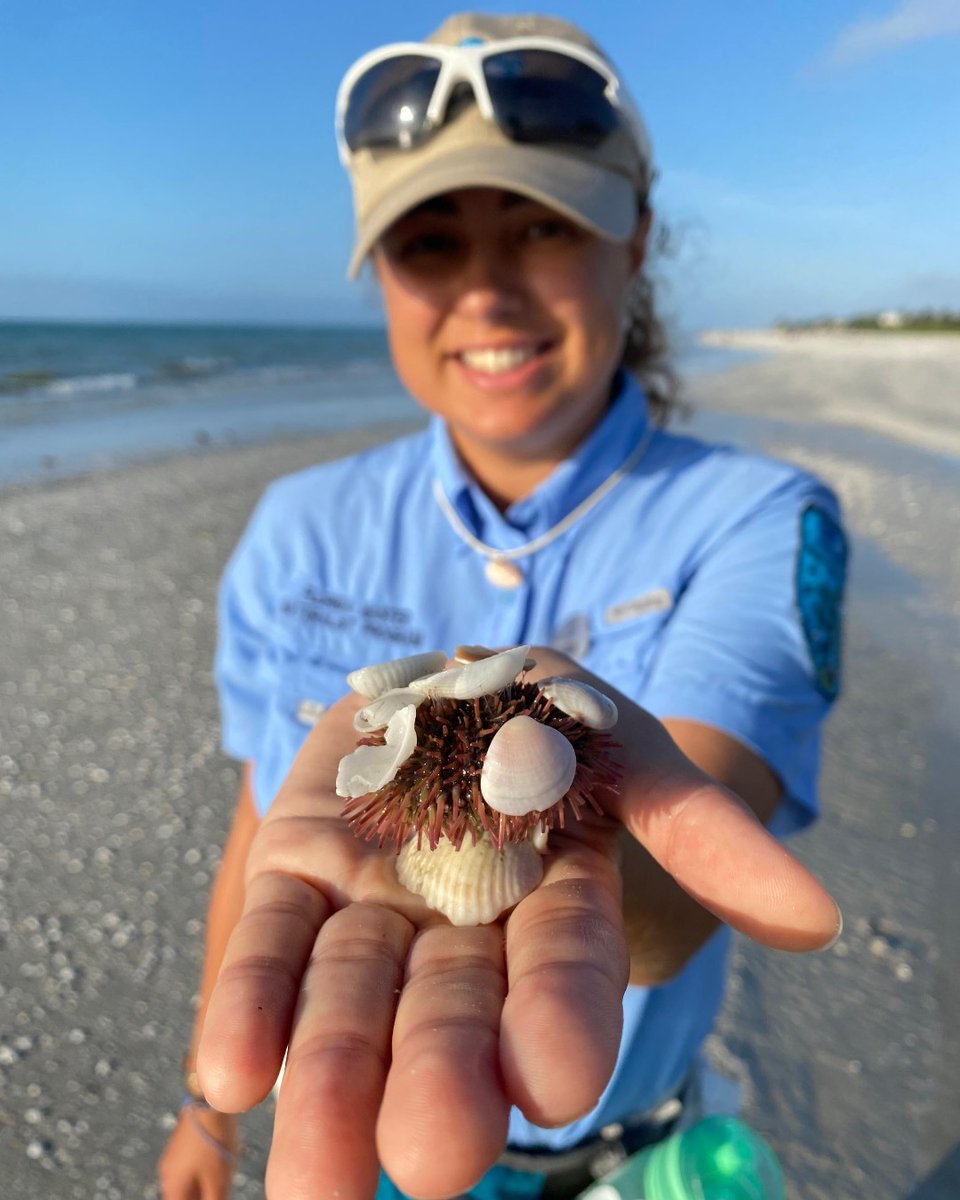 InnsOfSanibel's tweet photo. This sea urchin is using its tube feet (which are like suction cups) to camouflage itself from predators by suctioning shells to itself!
#innsofsanibel #sealife #wildlife #seaurchin #sanibelisland https://t.co/MVmfI4S4Ke