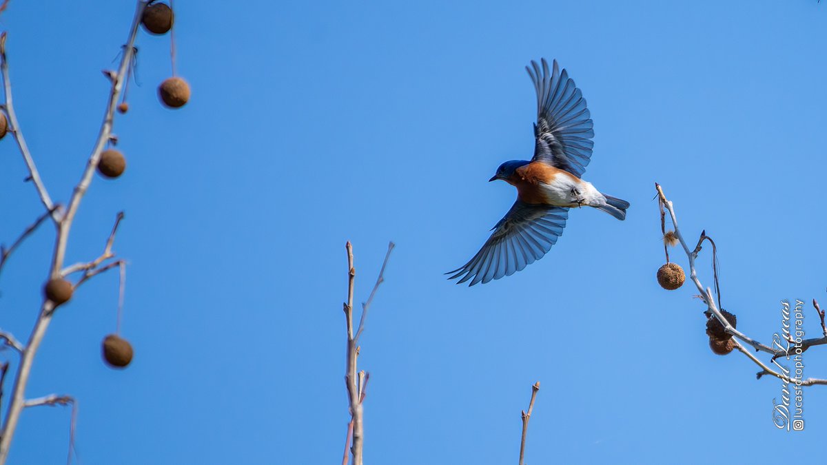 Eastern Bluebird taking off.

#easternbluebird #bluebird #floridabirds #nikonwildlife #wildlifephotography #wildlifeofinstagram #birding #birdphotography #bests_bird_photography  #ruleofthirdswildlife #ruleofthirds